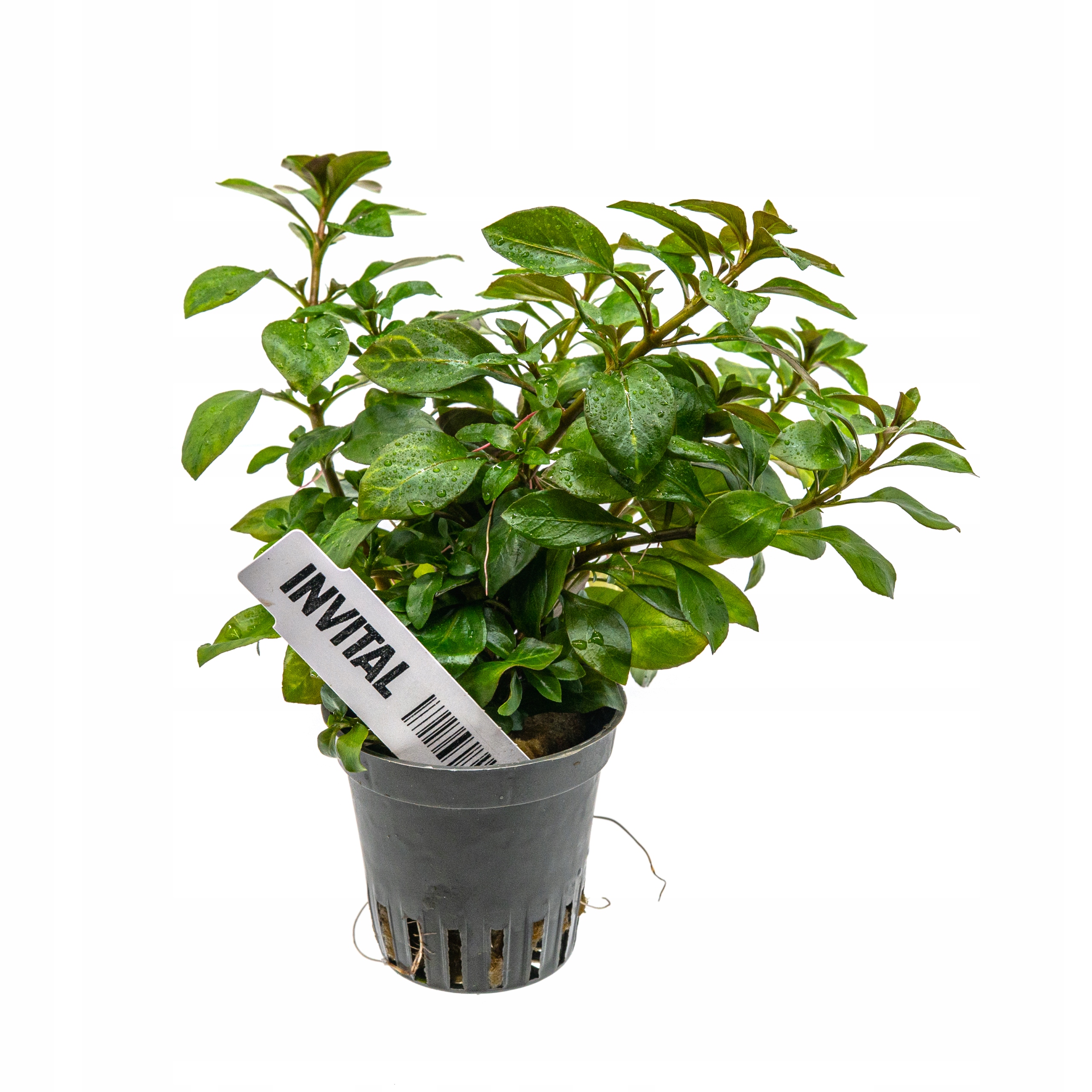 INVITAL Ludwigia sp. Atlantis koszyk Ø 5,5 cm