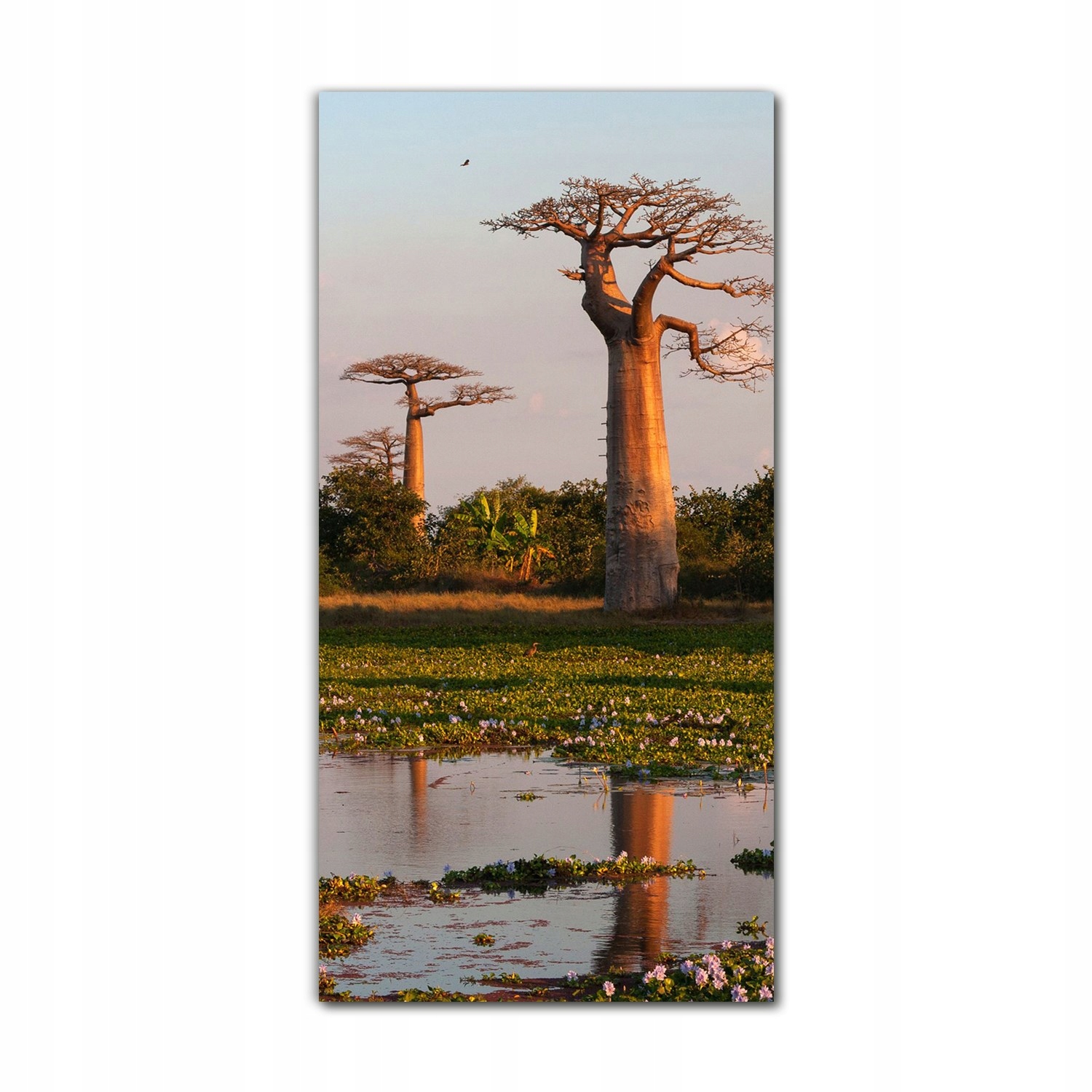

Obraz na szkle na ścianę 60x120 Baobab Madagaskar