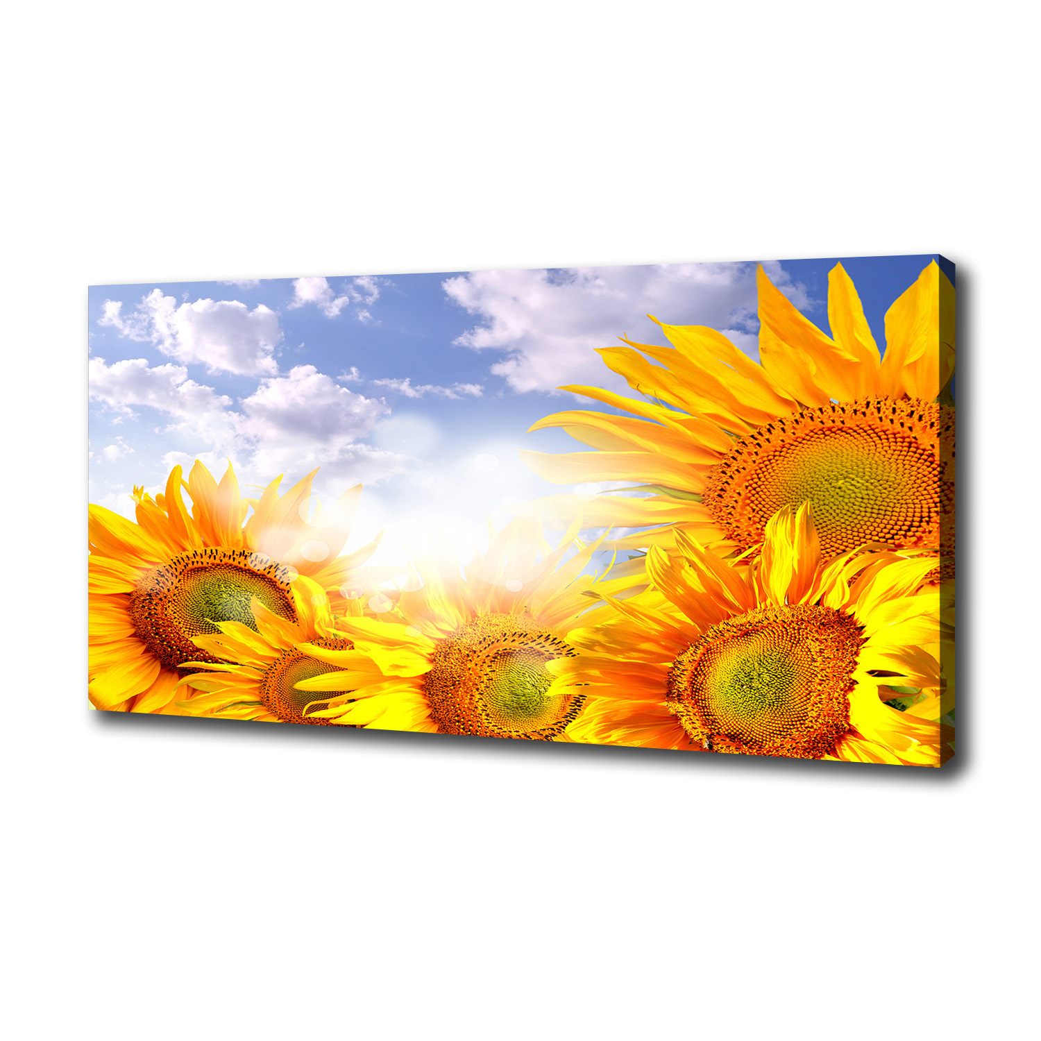 Foto obraz canvas na zeď Slunečnice 125x50 cm