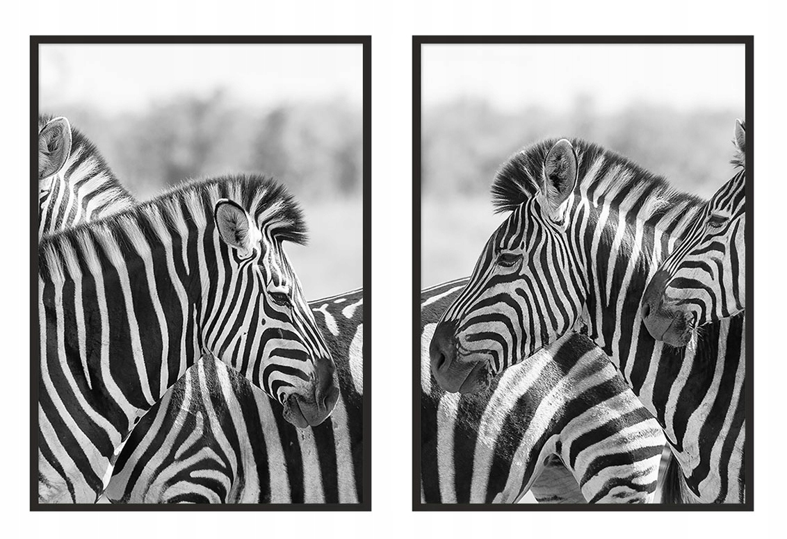 

Obraz Plakaty W Ramie 33x43cm Dyptyk Zebry P971