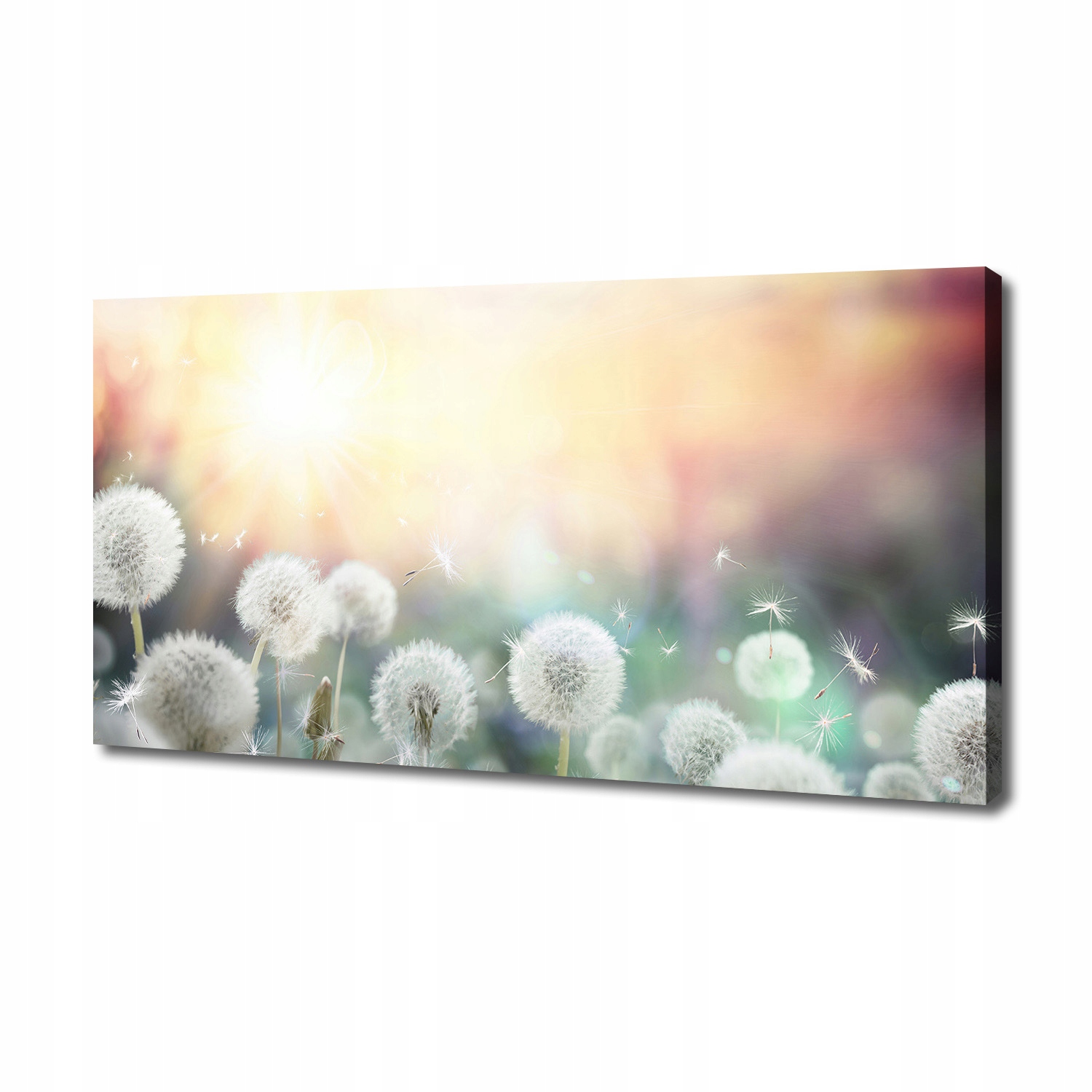 Fotoobraz obraz na plátně Pole foukačů 140x70 cm