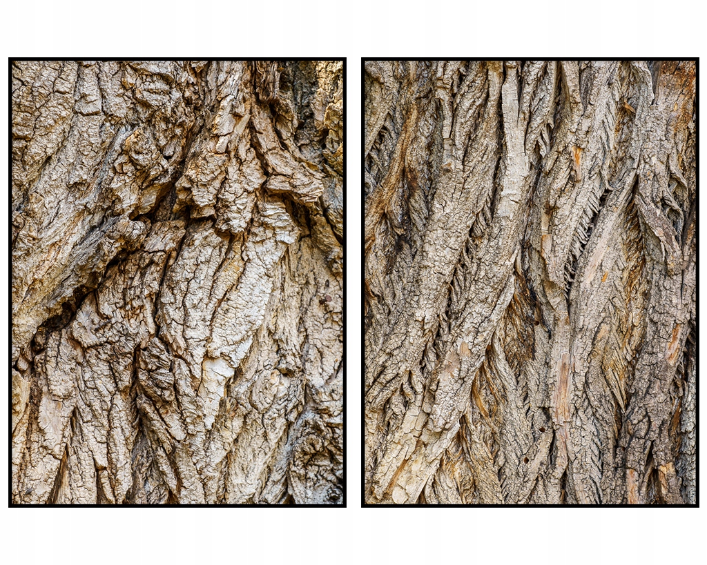 Diptyk inšpirácie plagáty stromy sada 2 70x100