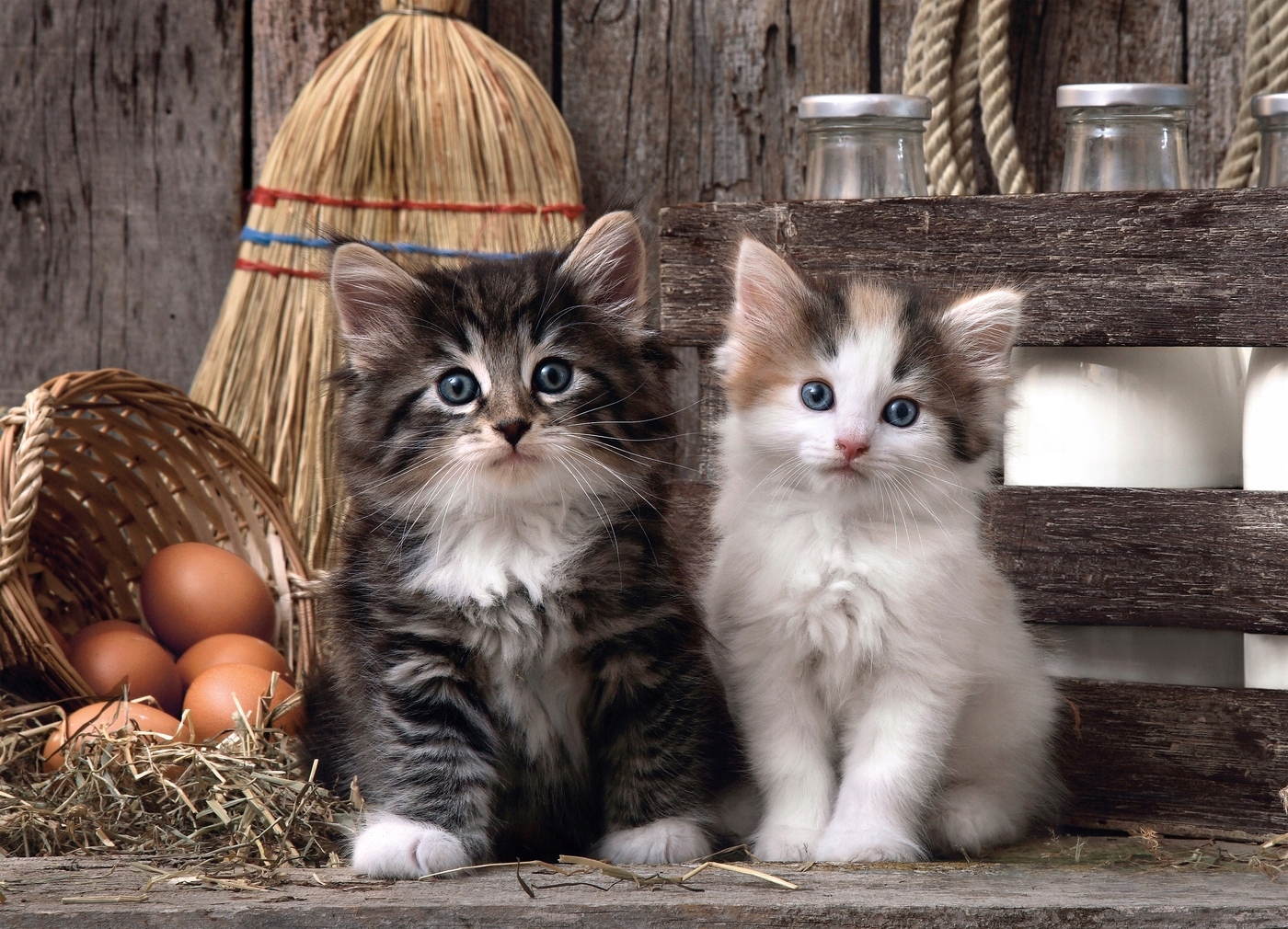 

Puzzle 1000 el. Kochane Kotki Lovely Kittens