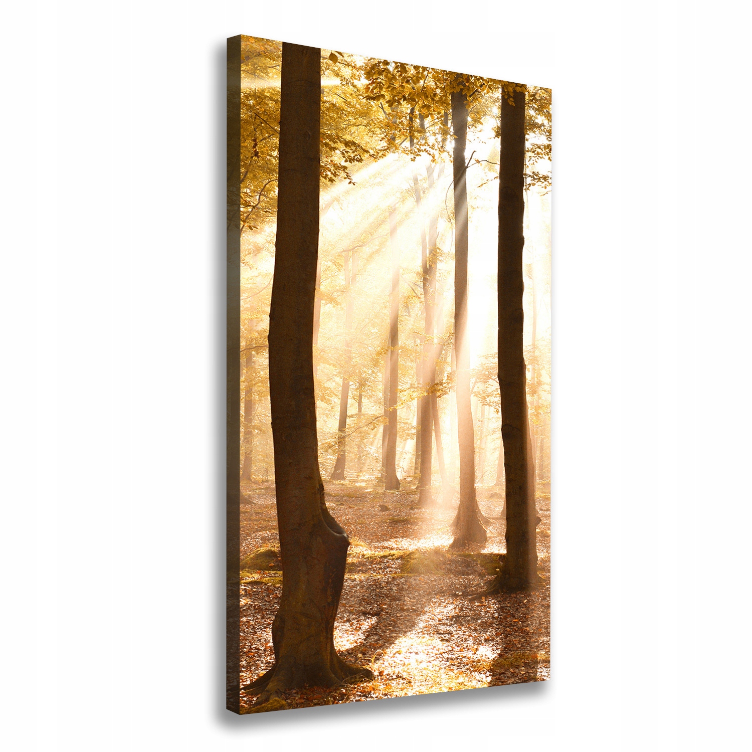 

Foto obraz canvas do salonu Las jesienią 50x100