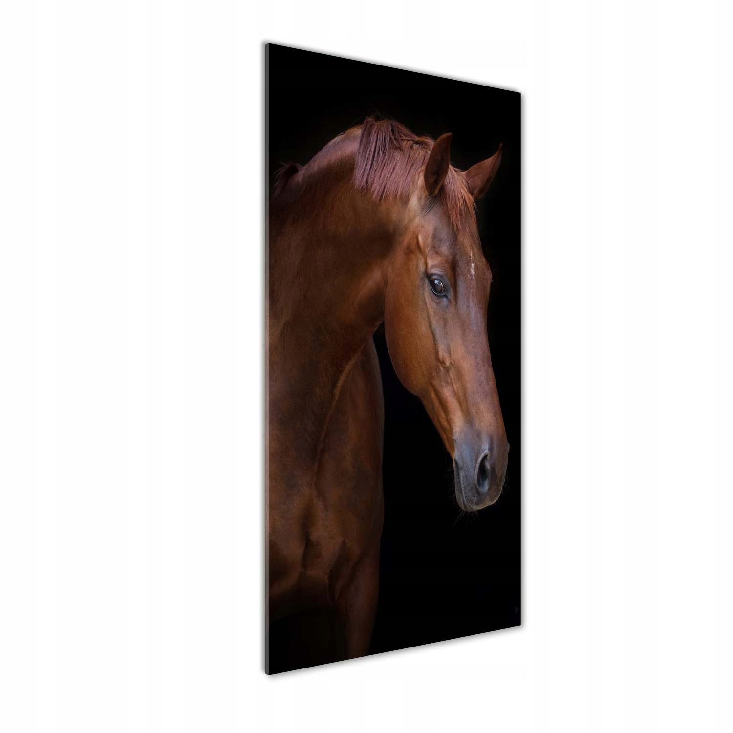 Foto obraz tvrzené sklo Portrét koně 50x125 cm