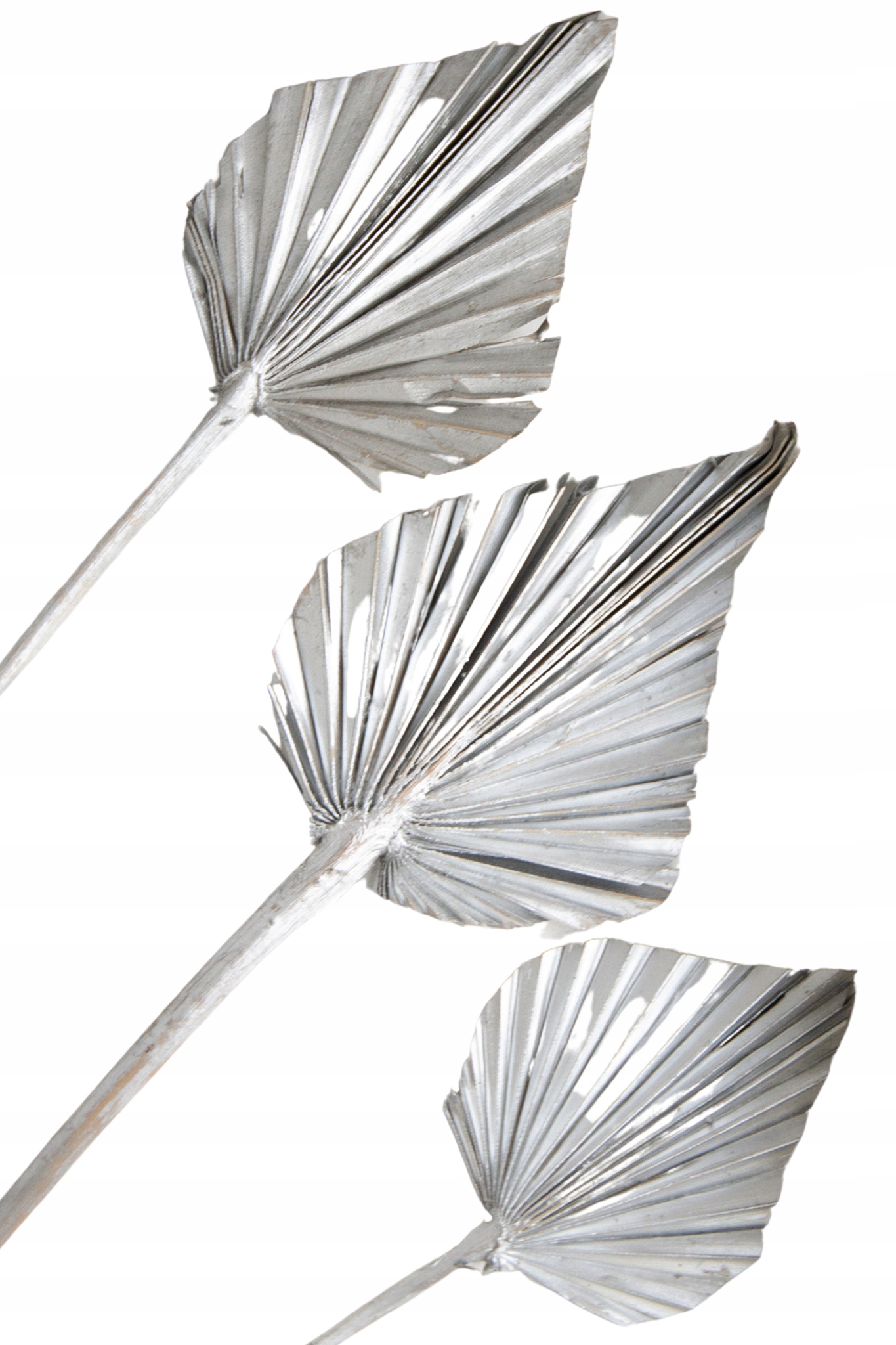 

Suszona Strzałka Srebrna liść palmowy Palm Spear