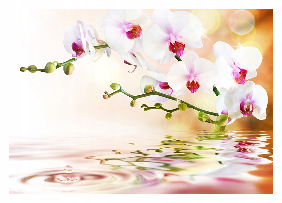 

Fototapeta 3D orchidea kwiaty 312x219 F00232