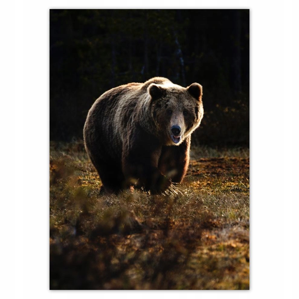 

Naklejki 50x70 Zwierzęta Zwierzątka