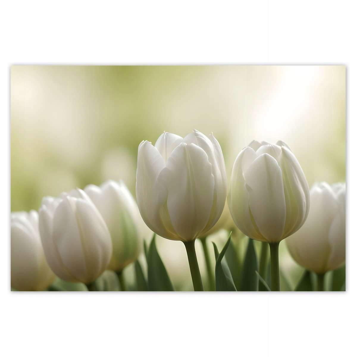 Plakáty 200x135 Bílé tulipány