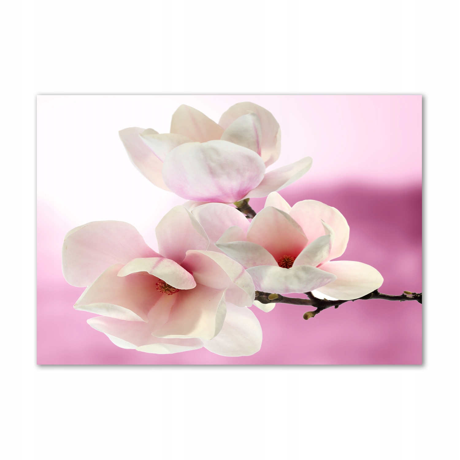 

Obraz zdjęcie na ścianę akryl Magnolia 100x70 cm