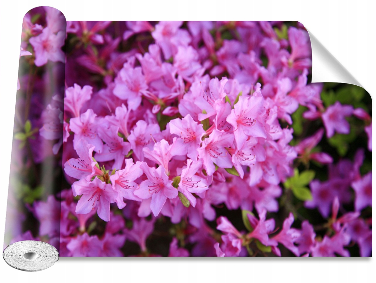 

Tapeta Samoprzylepna Rododendron Różowy 104x70