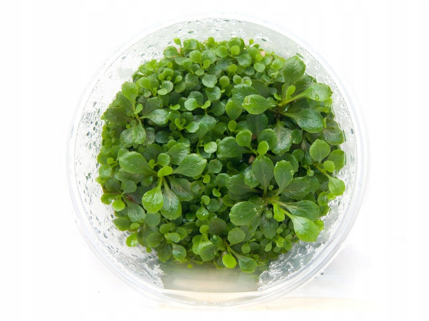 Lobelia Cardinalis purpurowa kubek 10cm in vitro