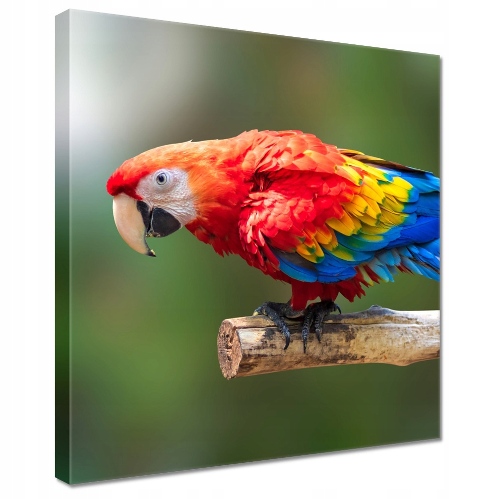 

Obrazy 40x40 Kolorowa papuga