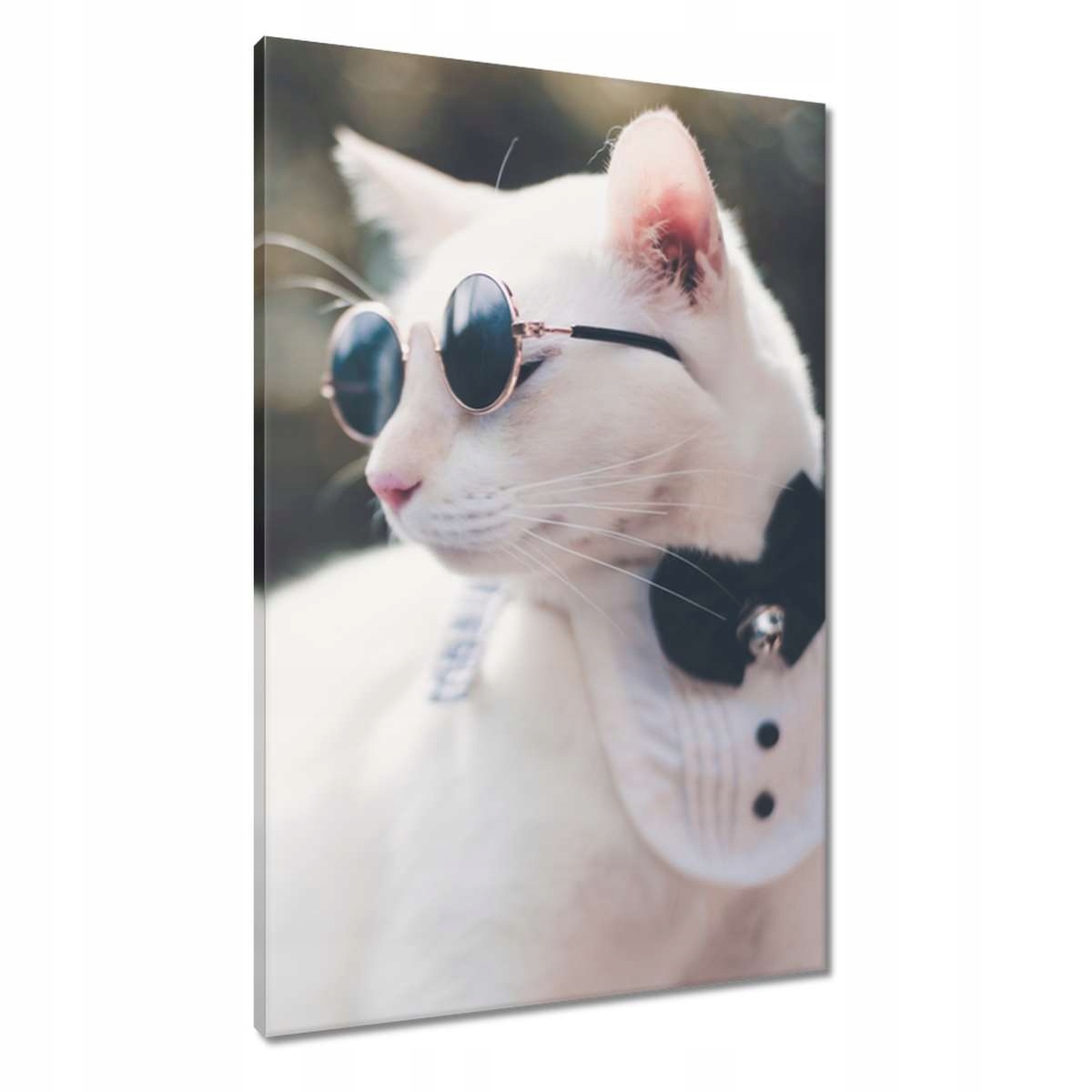 Obrazy 60x90 Kočka Kočky Kočka