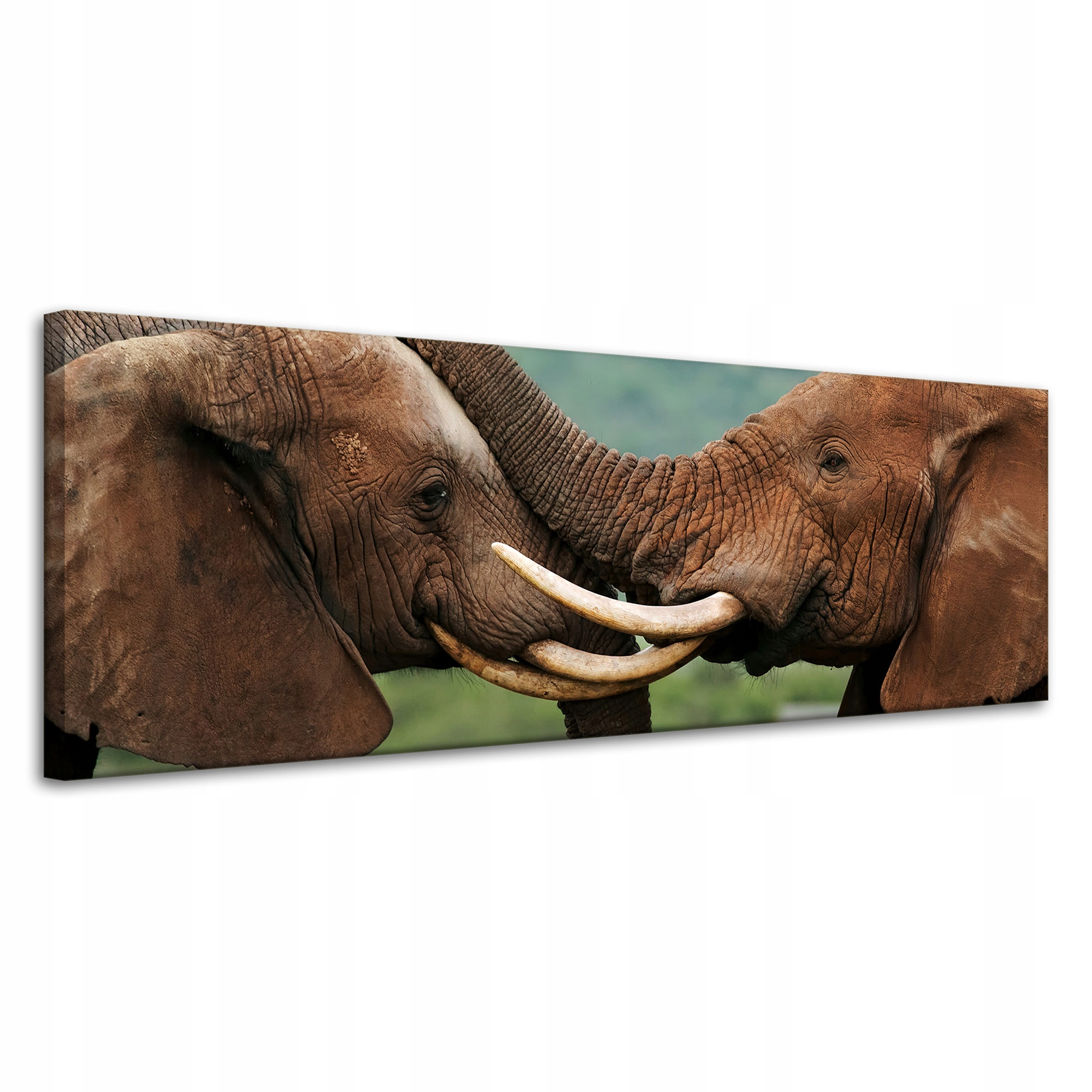 Obraz na plátně Pár slonů blízko sebe Příroda Krása přírody 120x40 cm