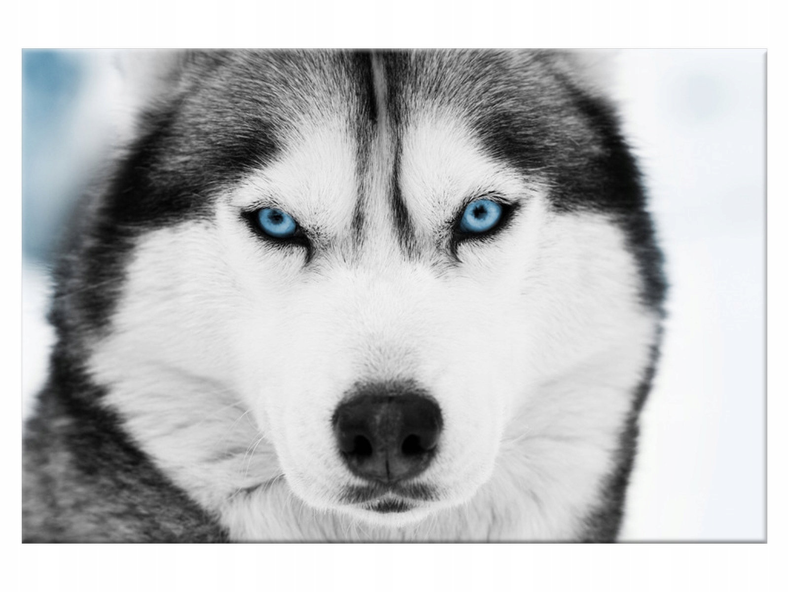 

Obraz Husky syberyjski 120x80 Zwierzęta 1338A_1B