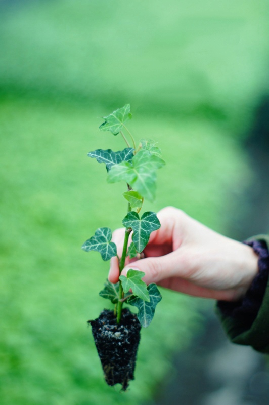 ВЕЧНОЗЕЛЕНЫЙ ПЛЮЩ