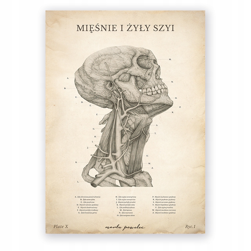 Plakat anatomiczny Mięśnie I Żyły Szyi Vintage plansza do gabinetu Pawelec