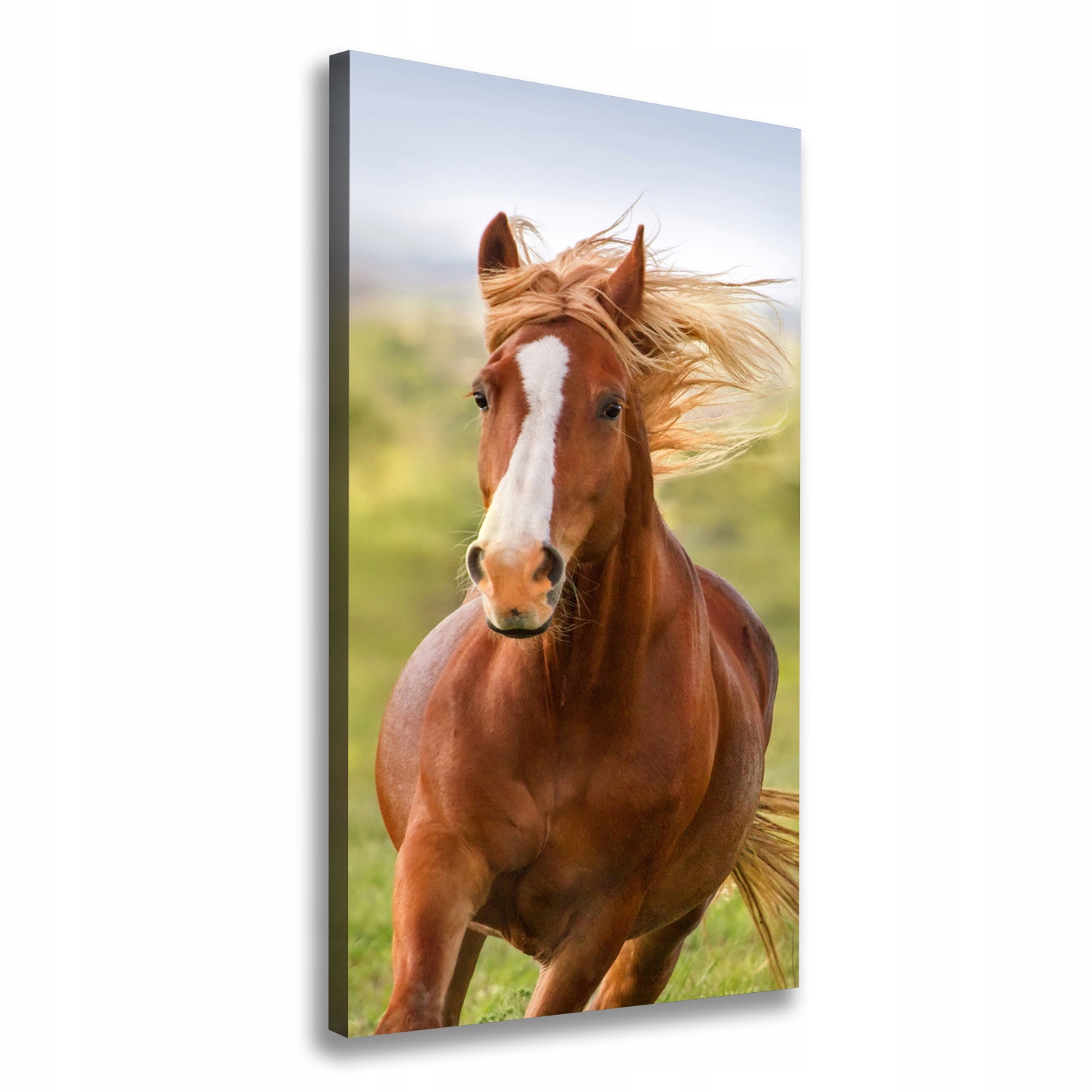

Foto obraz na płótnie Koń w galopie 70x140 cm