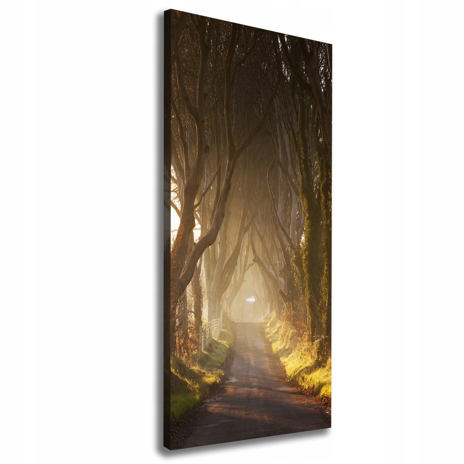 

Foto obraz na płótnie Ścieżka w lesie 50x125 cm