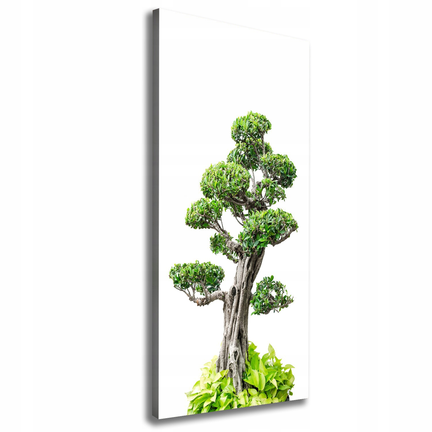 

Foto obraz na płótnie Drzewo bonsai 50x125 cm