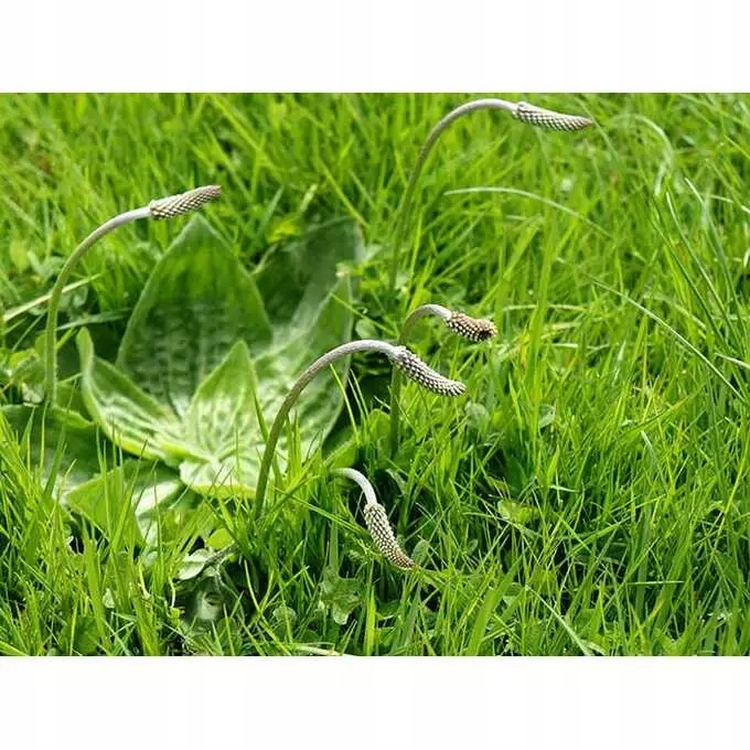 Roundup 360 SL Plus 5l glifosat, herbicyd, perz Forma płyn