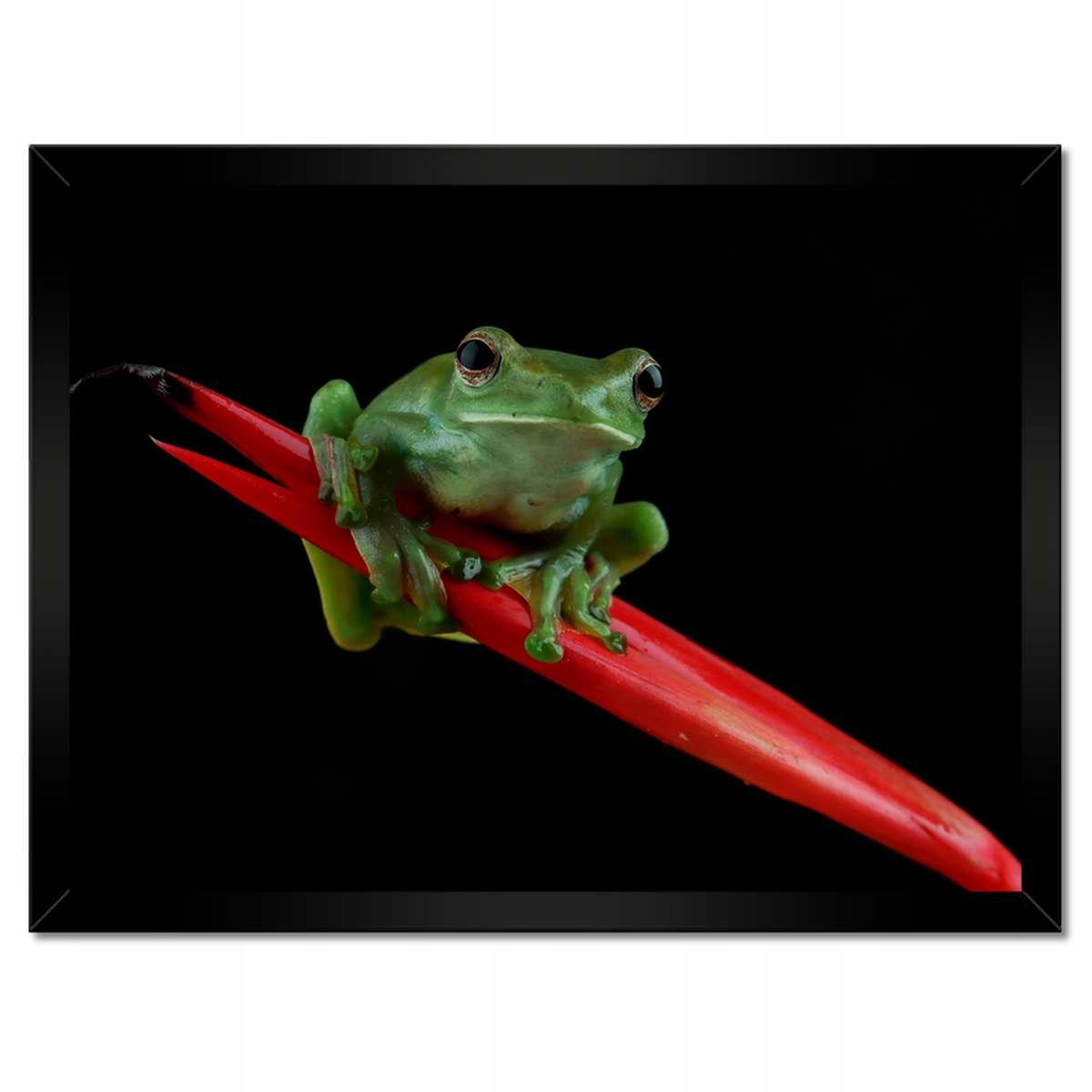 Plakáty v rámu 40x30 Rhacophorus dulitensis