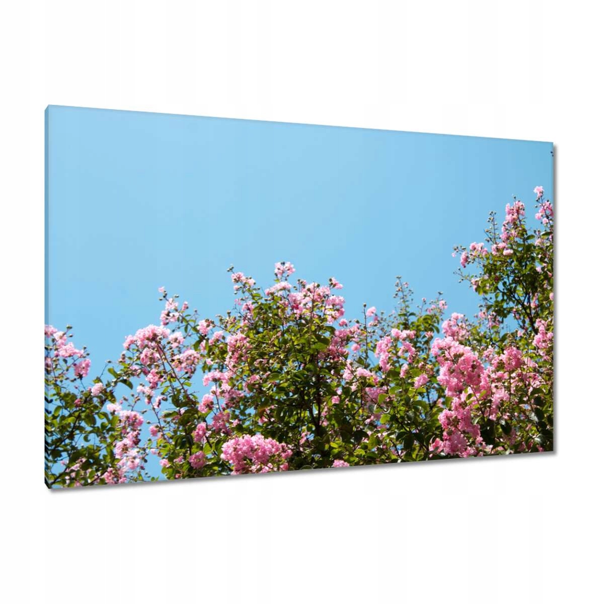 Obrazy 120x80 Květiny Květiny