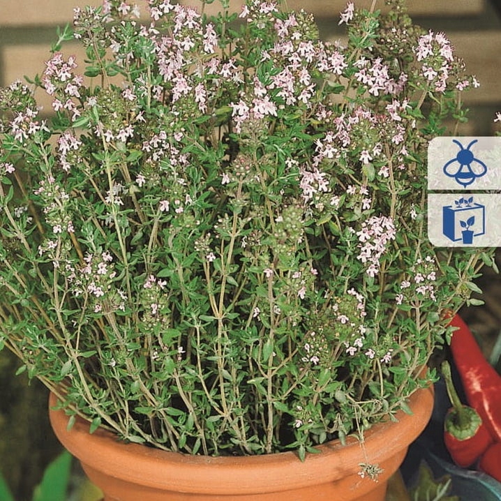 тимьян ползучий медок. эстрагон и чабрец. тимьян овощной. тимьян овощной лимончелло в ландшафтном дизайне. тимьян овощной.