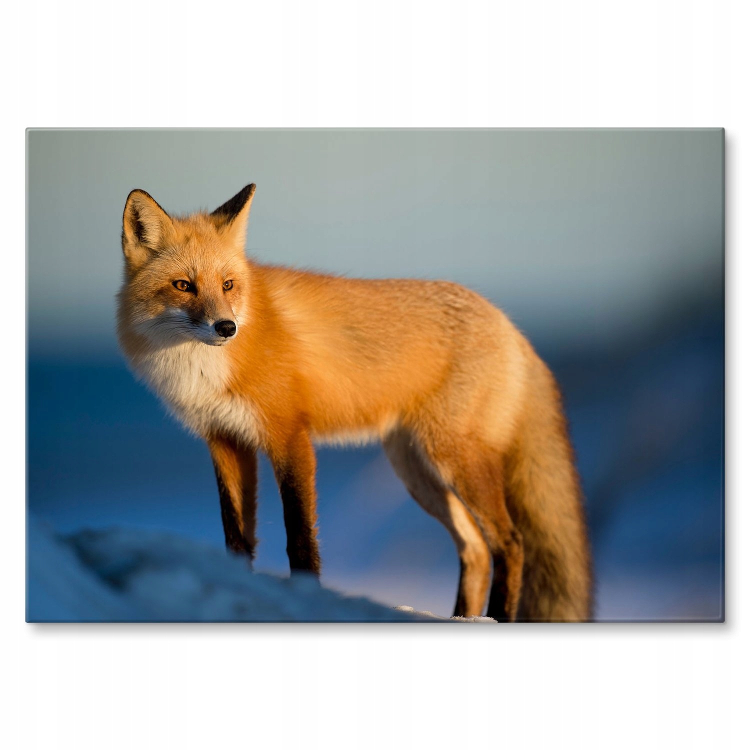 Kovový plakát Pan liška Dárek 22 x 31 cm