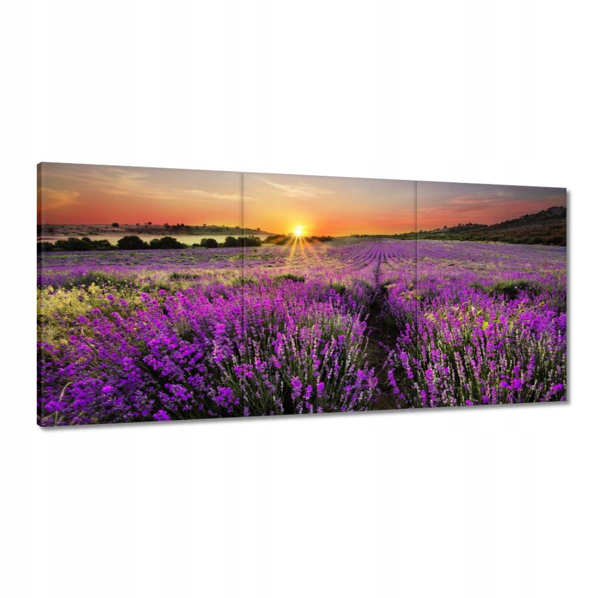 Obrazy 210x100 Levanduľová lúka