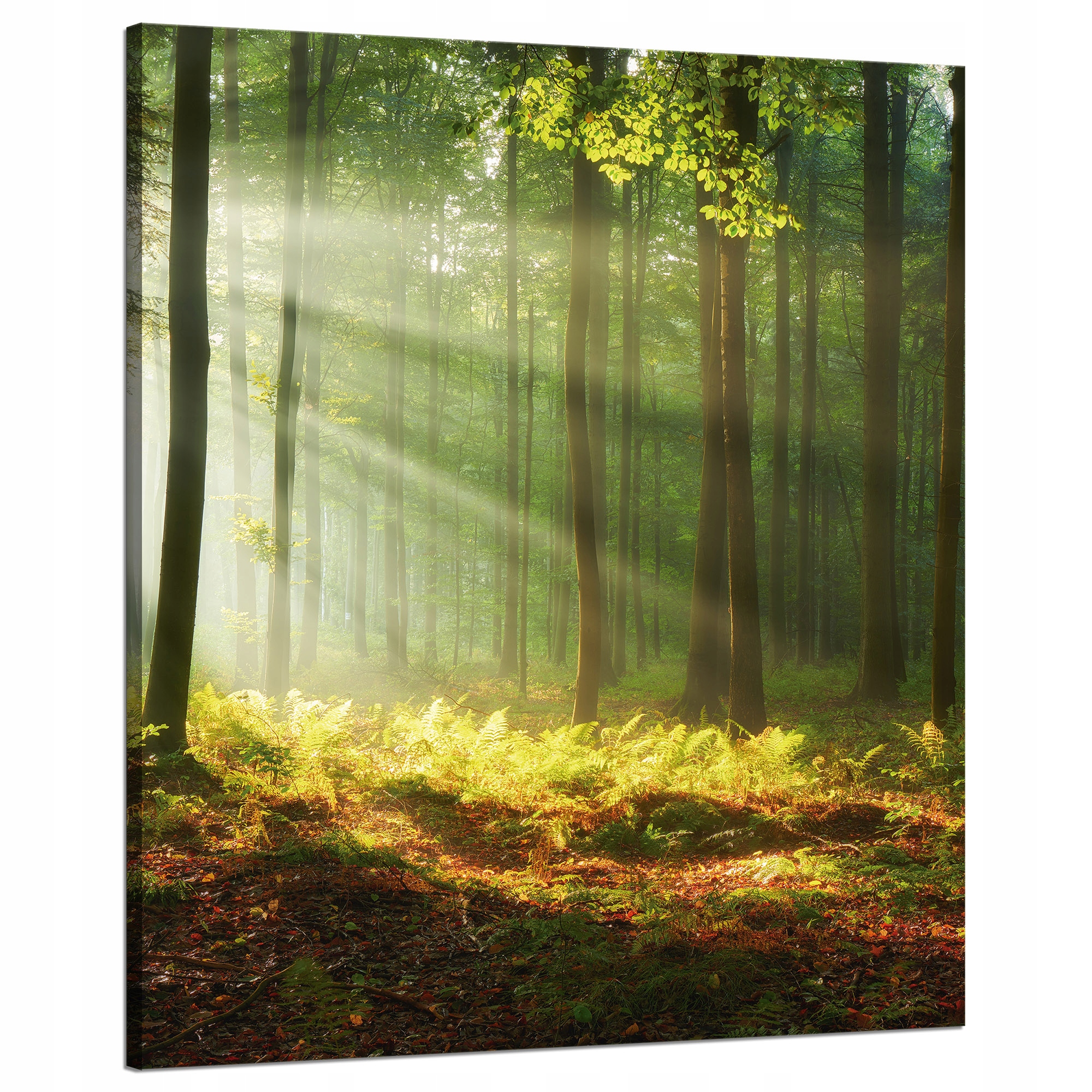 Obraz na plátně Světlo v lese Příroda Stromy 80x100 cm Ideální jako dárek