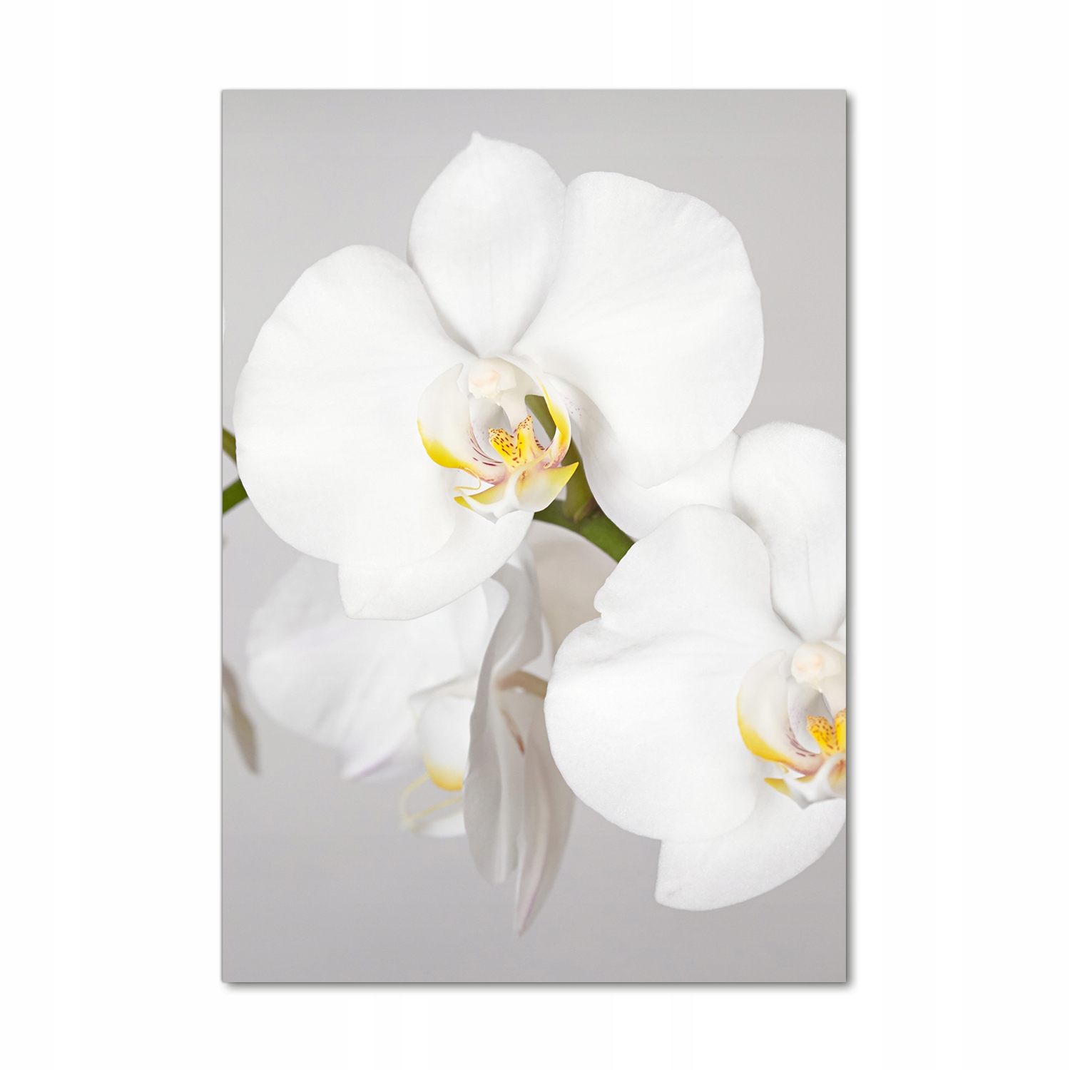 

Foto obraz akryl do salonu Biała orchidea 70x100cm
