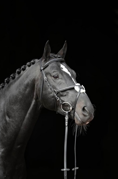 Ohlávka Pro Koně Cancum Černá Cob Covalliero