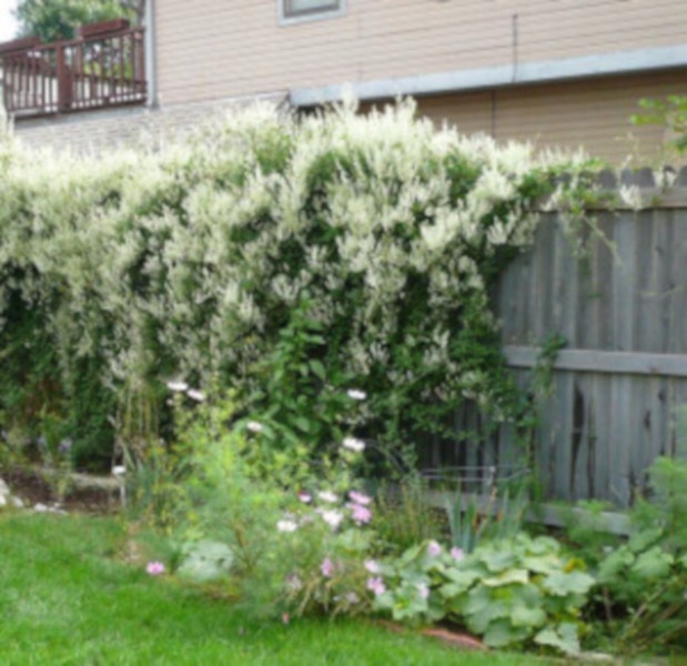 RDEST AUBERTA - sadzonki 50cm w doniczkach !