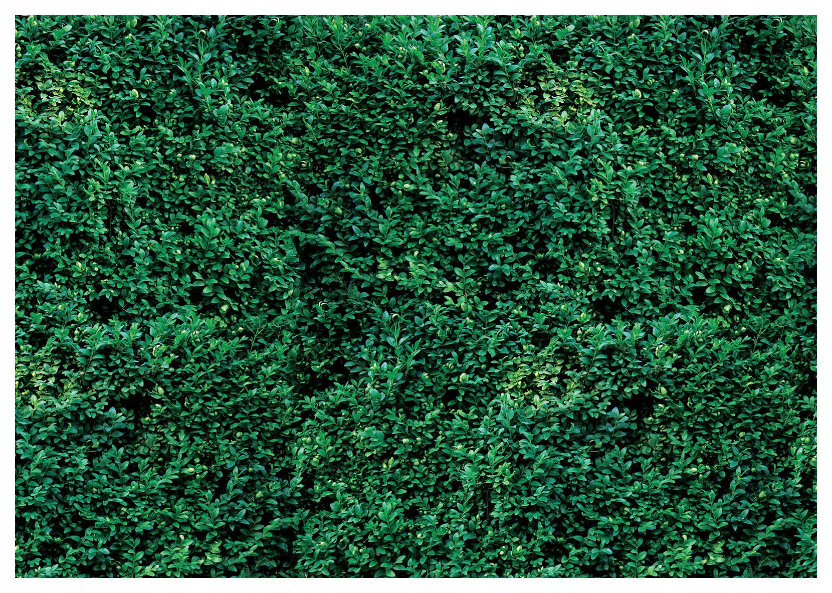 Vliesová fototapeta Zelené listy džungle Tropická oáza 312x219 lepidlo