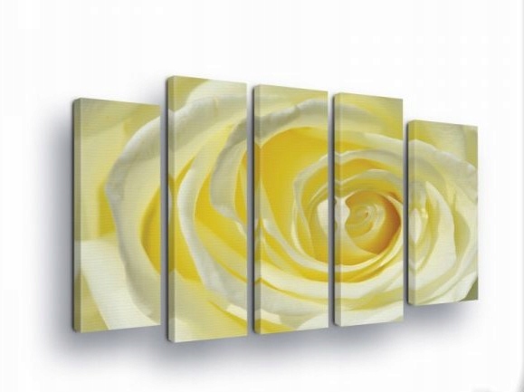 Obraz 150x100 Jemná růže světlé květinové okvětní lístky kouzlo elegance umění