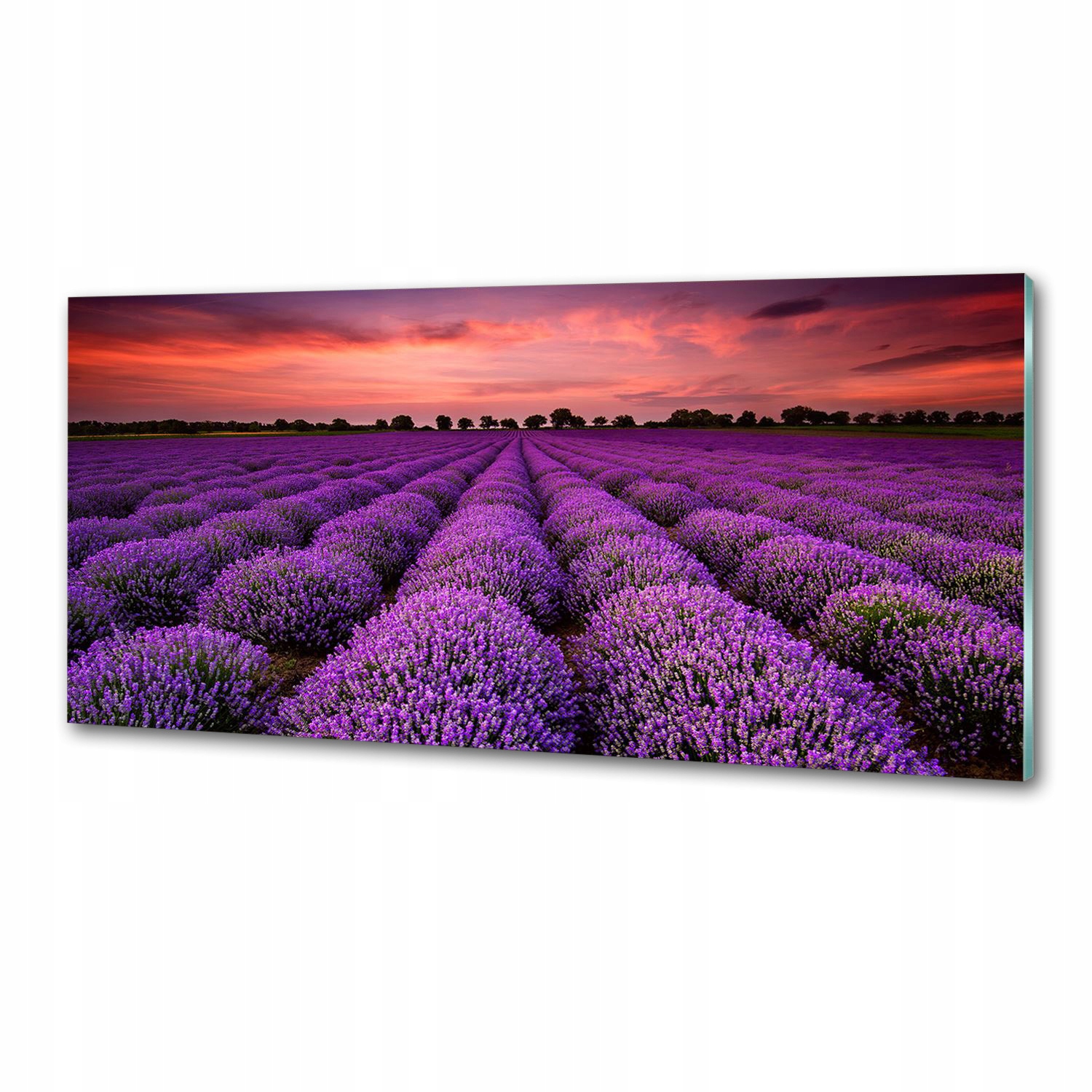 Panel dekor sklo Pole levandule 125x50 cm Lepidlo