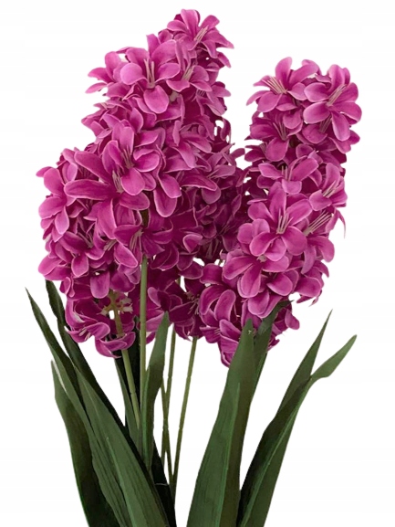 

Hiacynt x7 bukiet kwiatów