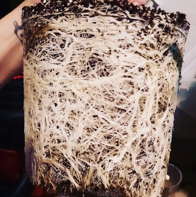 MIKORYZA UNIWERSALNA do warzyw KWIATÓW drzew MYCOTERRA PANDORA PŁYN 75ml Kod producenta 04725