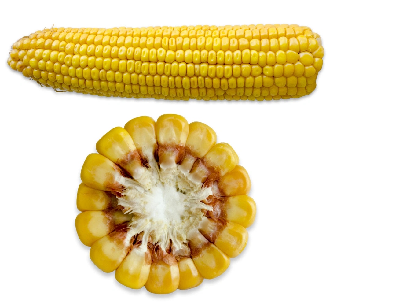 K104 Semena kukuřice Cegoja 50 tisíc Fao 250-260 z/k Kukuřice