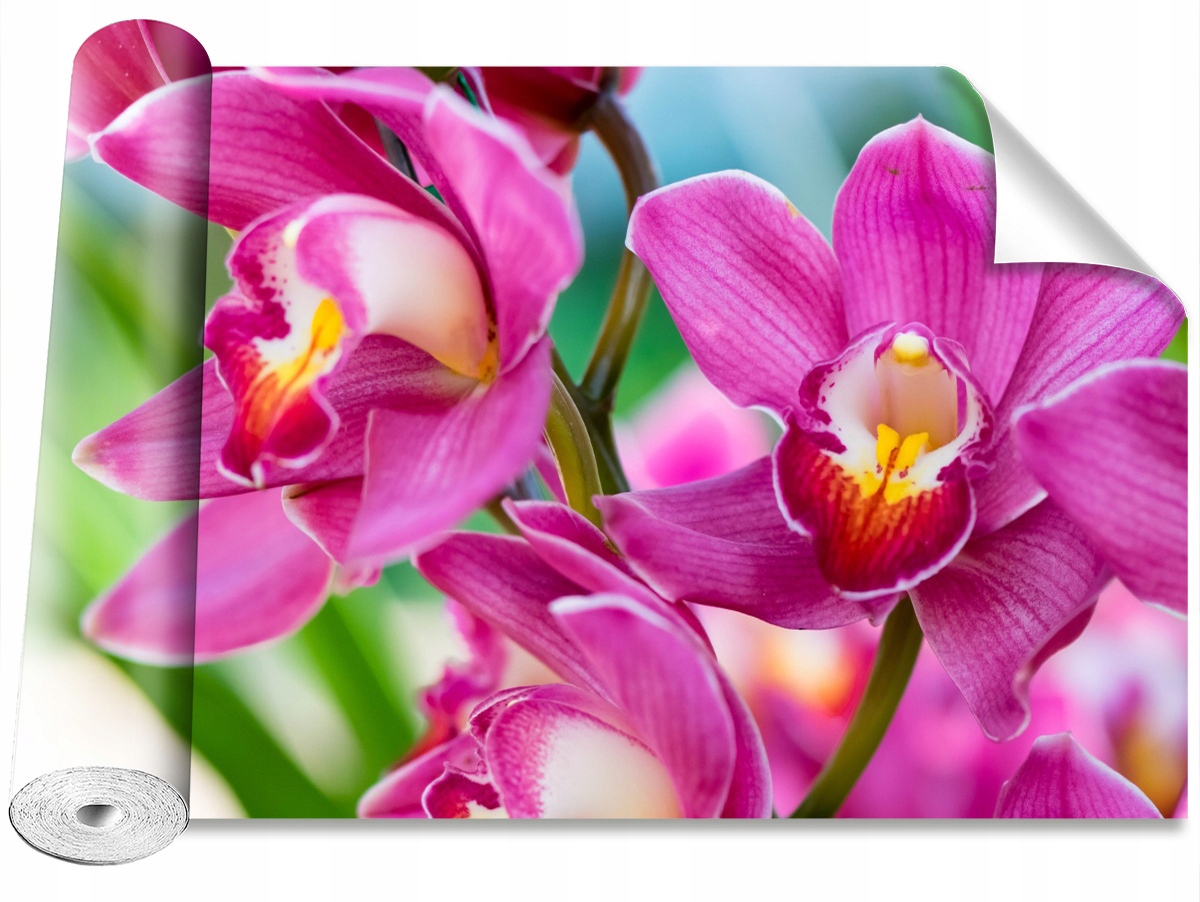 

Tapeta Samoprzylepna Różowe orchidee - 152x104