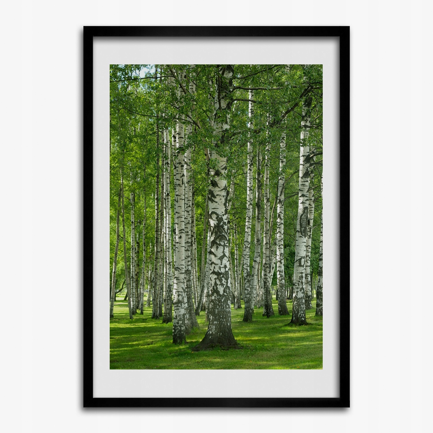 Foto rámeček grafika na zeď Březový les 50x70