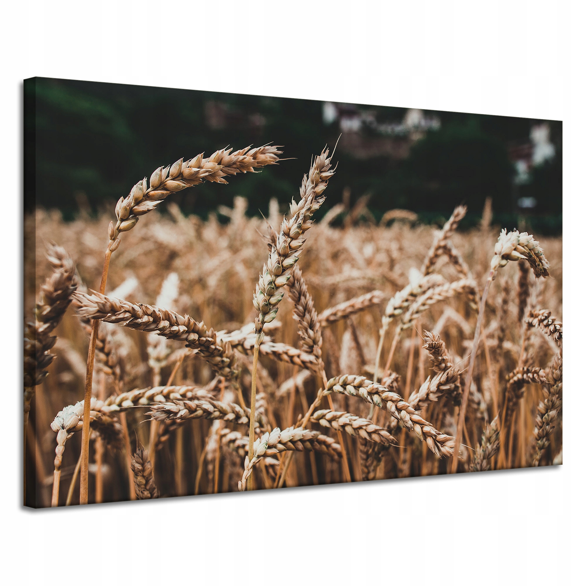 Obraz Canvas Příroda Pole obilí čas sklizně 120x80 cm