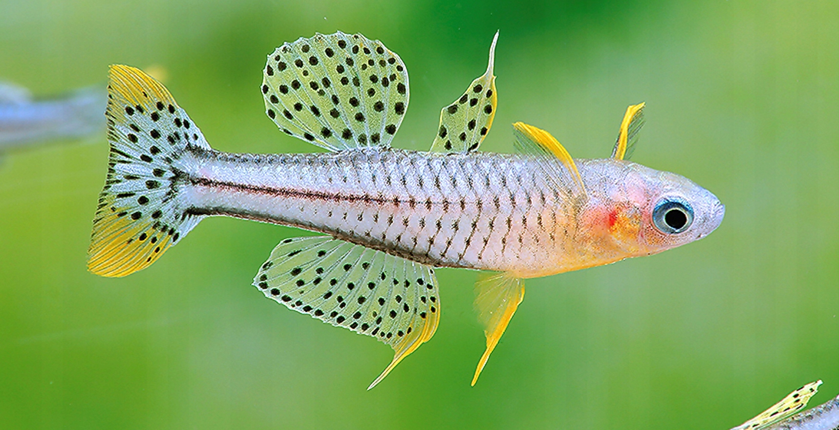 Modrook Gertrudy - Pseudomugil gertrudae