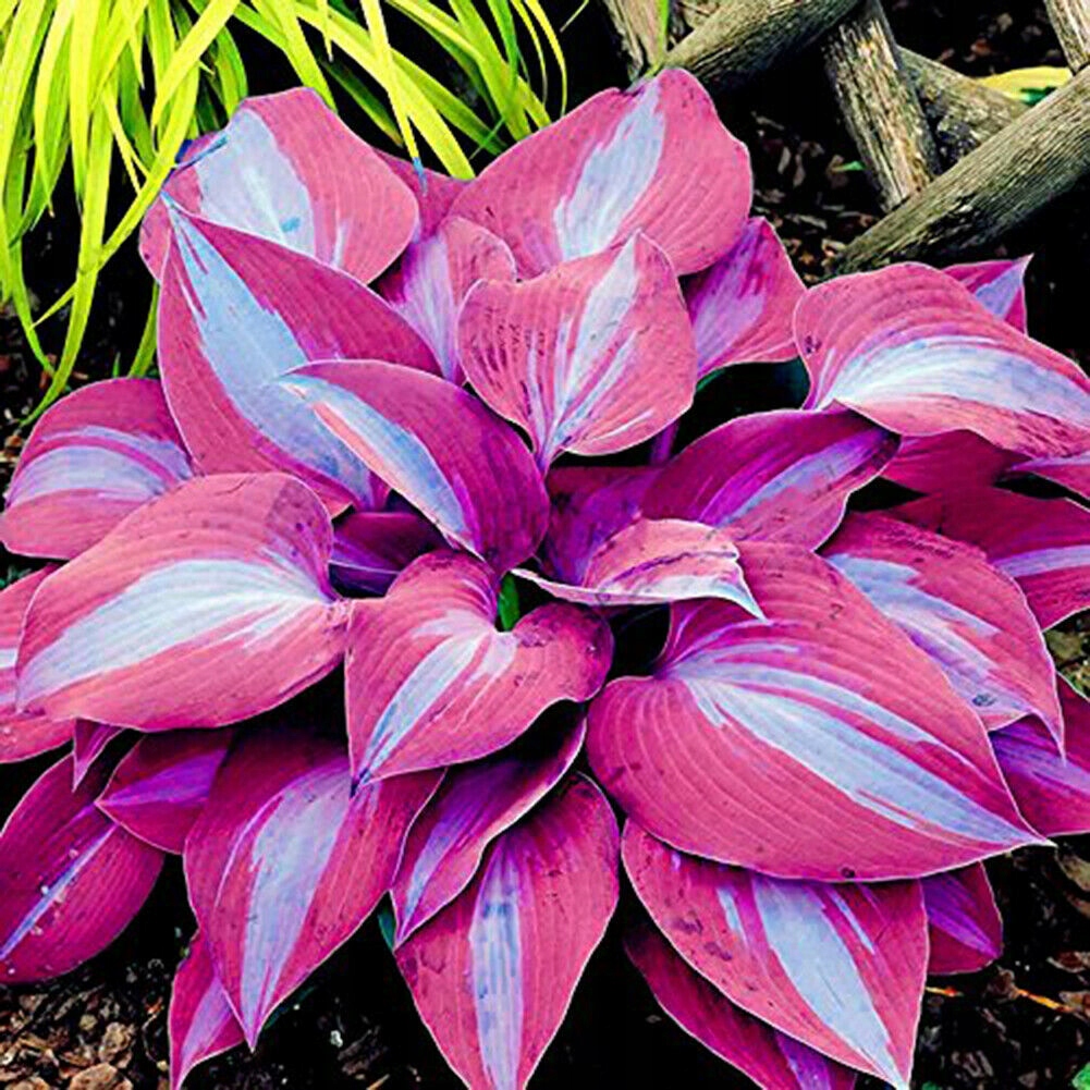 Хоста Red Hostas