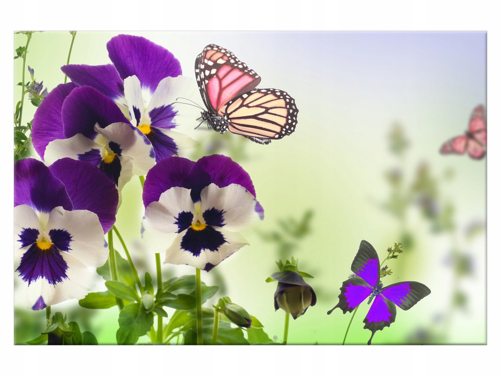 

Obraz Bratki i motylki 120x80 Kwiaty 1305A_1B