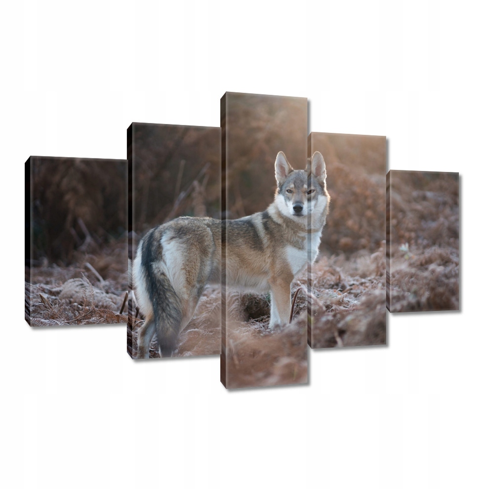 

Obrazy 150x105 Wilk Wilki Wolf