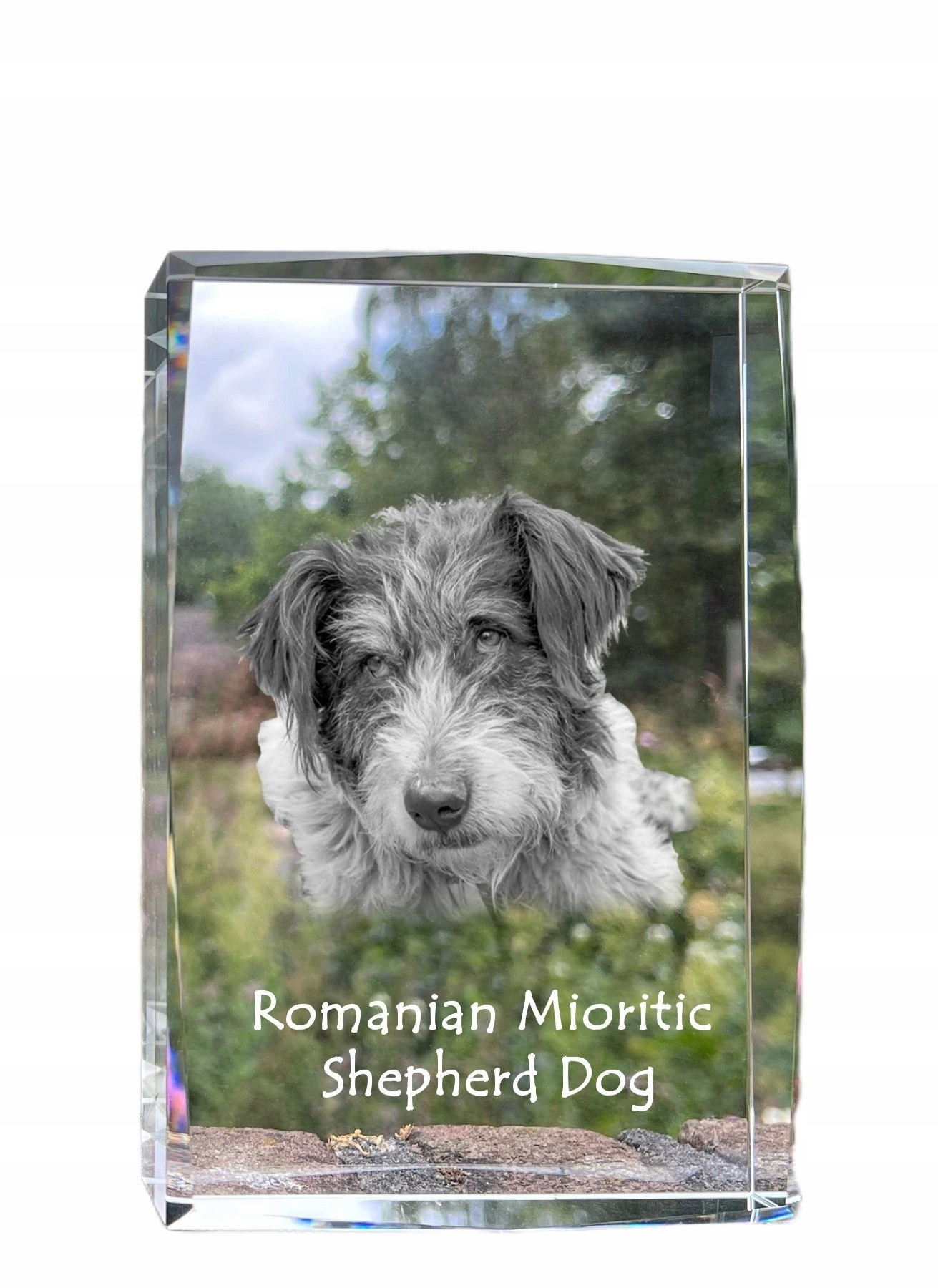 Ciobanesc Romanesc Mioritic fotografia psa v kryštáli, suvenír, trofej