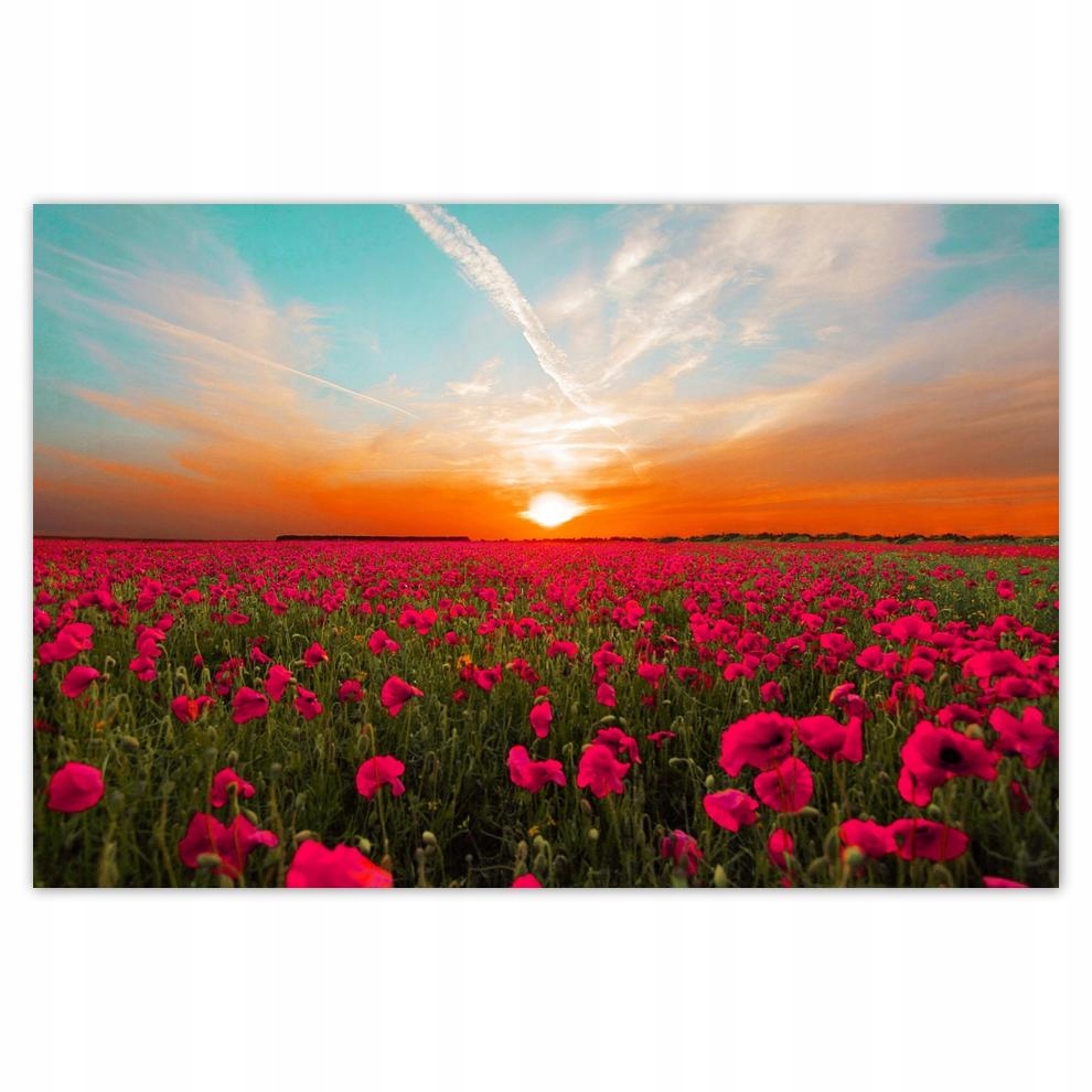 

Plakat 93x62 Różowe maki Zachód słońca